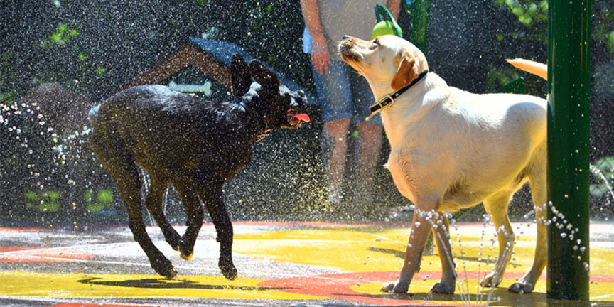 Wet Area Dog Park